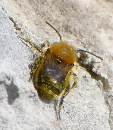 Réf. 277 821 : Osmia sp.